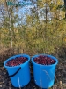 Продам клюкву
