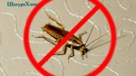 Уничтожение насекомых