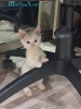 Очаровательные котята от домашней кошки
