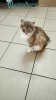 Кошечка ищет дом