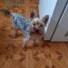 Йорки щенки