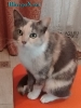 Трехцветная кошка в добрые руки