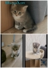 Отдам котёнка бесплатно