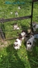 SOS!после смерти одинокопроживающей осталось 12 кошек!!!