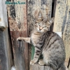 Котята ищут дом!