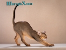 Абиссинский клубный котенок Шоу класса