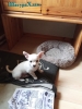 Щенок
