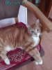 Кот ищет дом