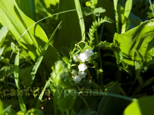 //shatura-hlam.ru/upload_images/html/max/html_m_10881_22adfc88413427af3e81576e4bd2795816.jpeg
