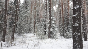 //shatura-hlam.ru/upload_images/html/max/html_m_17878_85cb18781e592b8d894e9c2dcbd984eb15.jpeg 