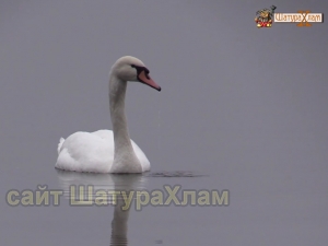 //shatura-hlam.ru/upload_images/html/max/html_m_9831_eabb87055180f585c0f9d5b47af8274676.jpeg